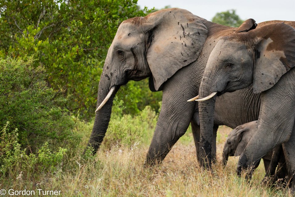 <h2>The Best of South Africa Escorted 2023</h2> 14 Nights | 6 Rounds | March 11 - 25